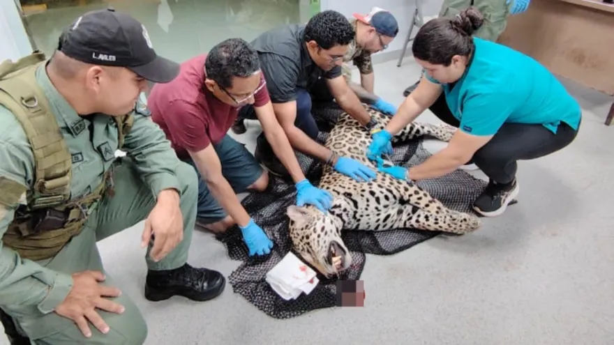 Ejemplar de jaguar murió tras ser atropellado anoche en la autopista Panamá–Colón