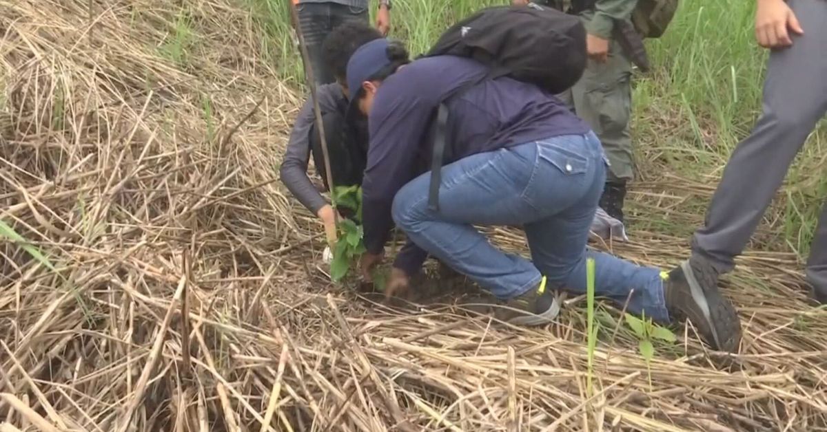 MiAmbiente inicia programa para reforestar 1,320 hectáreas distintas regiones del país