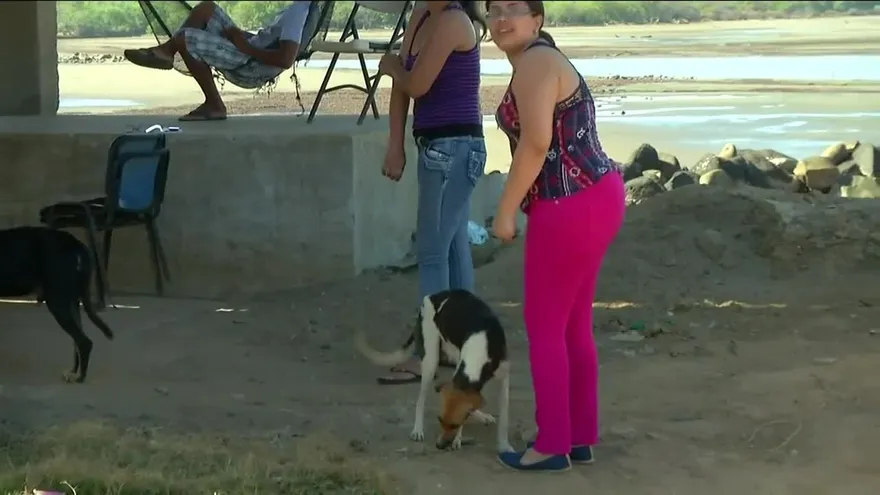 Denuncian matanza de perros en playa El Agallito