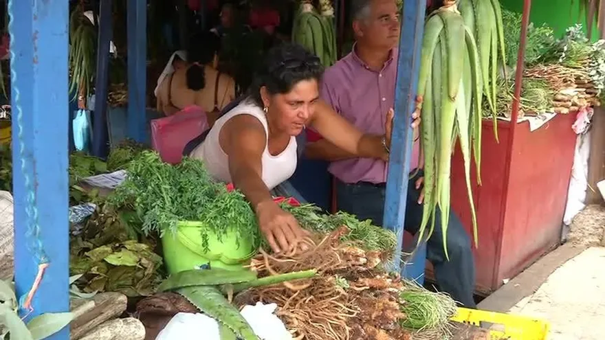 Remedios para espantar los mosquitos