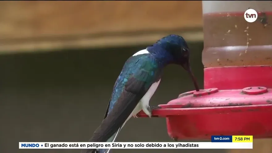 Mundo Verde: Global Big Day