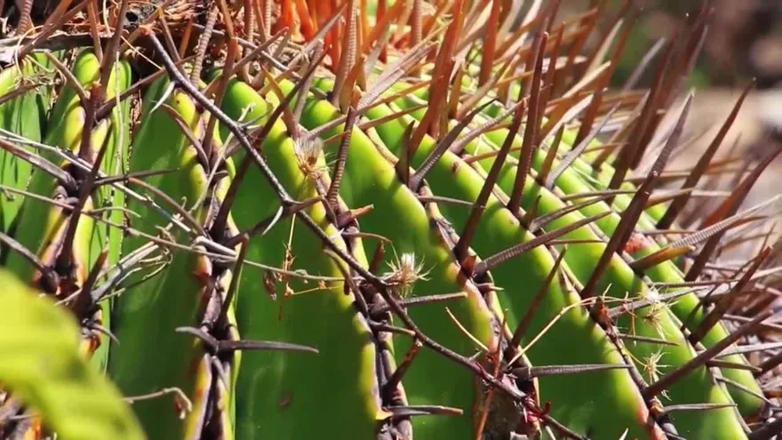 La grana cochinilla, el insecto que rescató a un pueblo mexicano de la pobreza