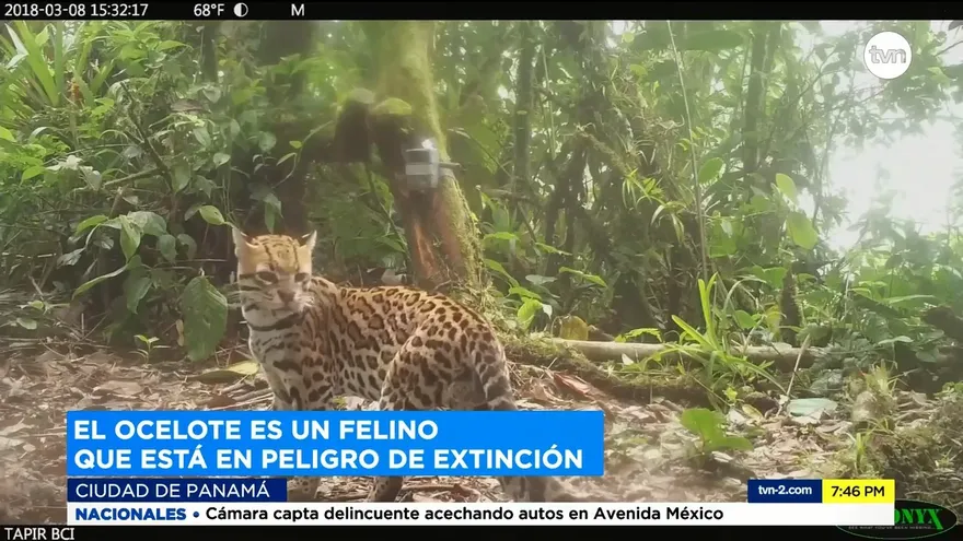 Conductor atropella a ocelote y le causa la muerte