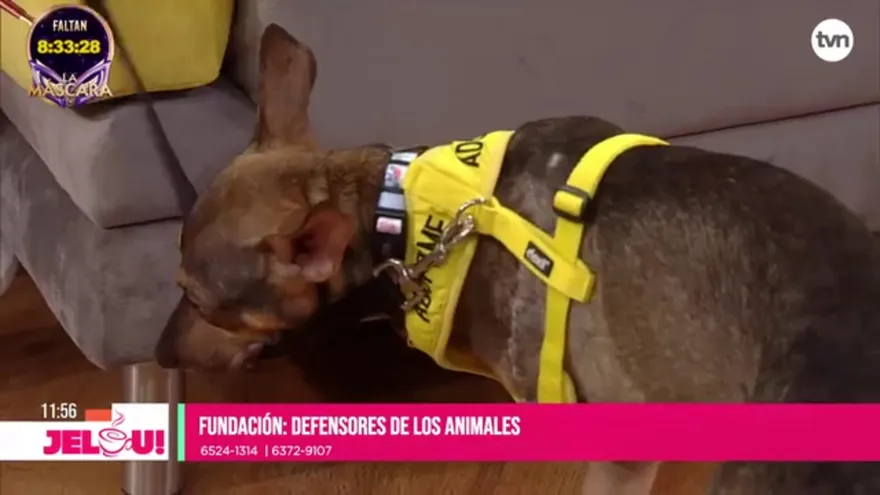 Mascotas: la historia de Héroe