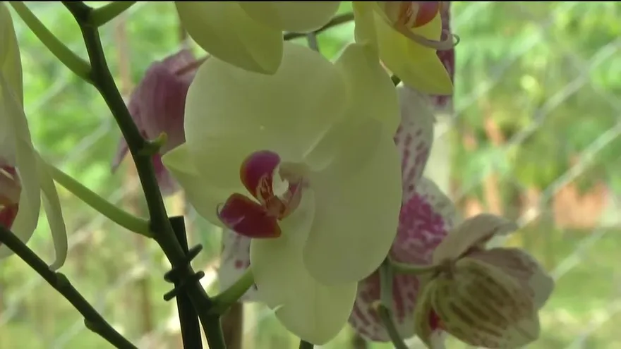 Luchan por preservar la Flor del Espíritu Santo