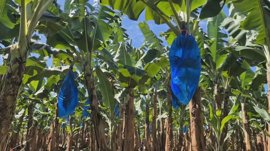 Siguen reuniones entre Chiquita Panamá y autoridades