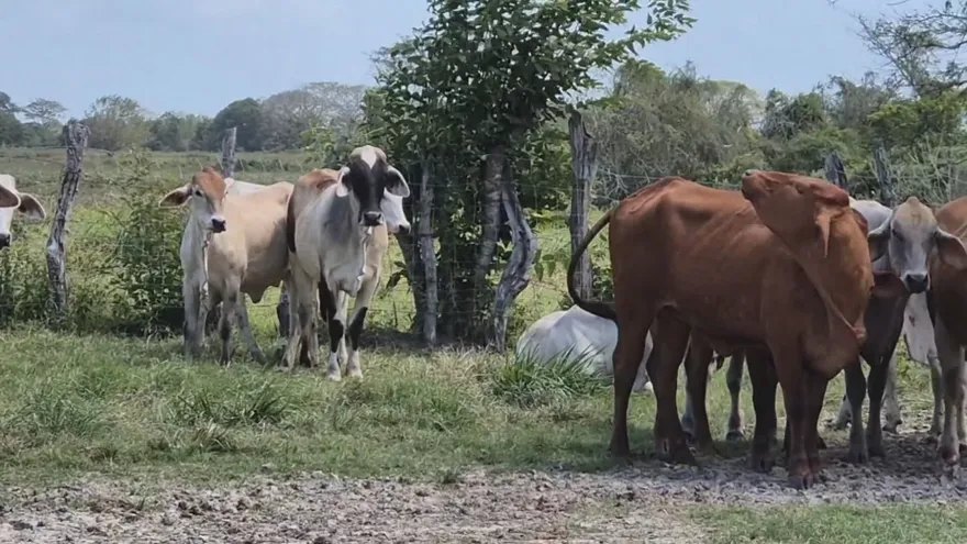 Ganado vacuno dentro de una finca de Coclé. Imagen con fines ilustrativas.