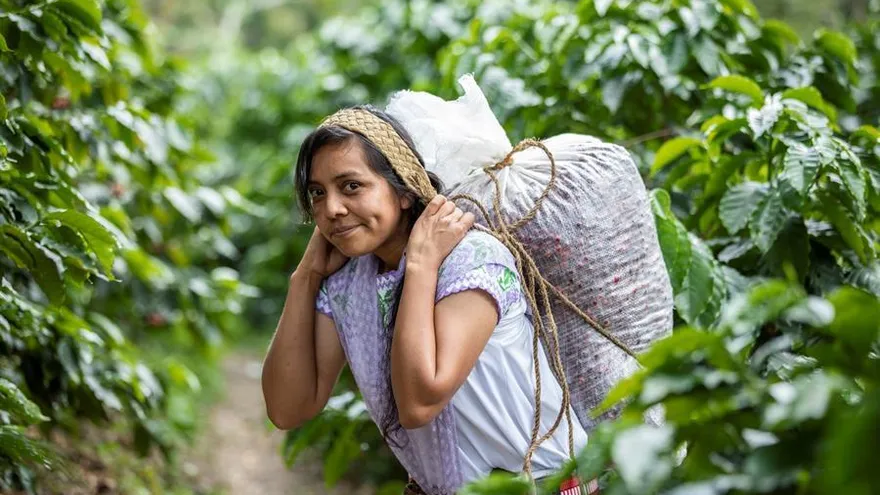Fotografía sin fecha específica, cedida este lunes por Starbucks México, muestra a una caficultora durante una jornada de trabajo, en Puebla (México)