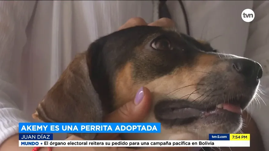 Las mascotas como soporte emocional