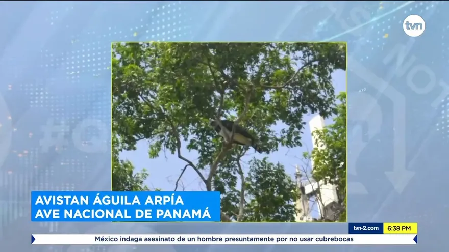 El Águila Harpía visita distintas áreas de la ciudad de Panamá