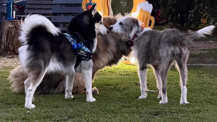 Perritos en El Patio, Costa del Este