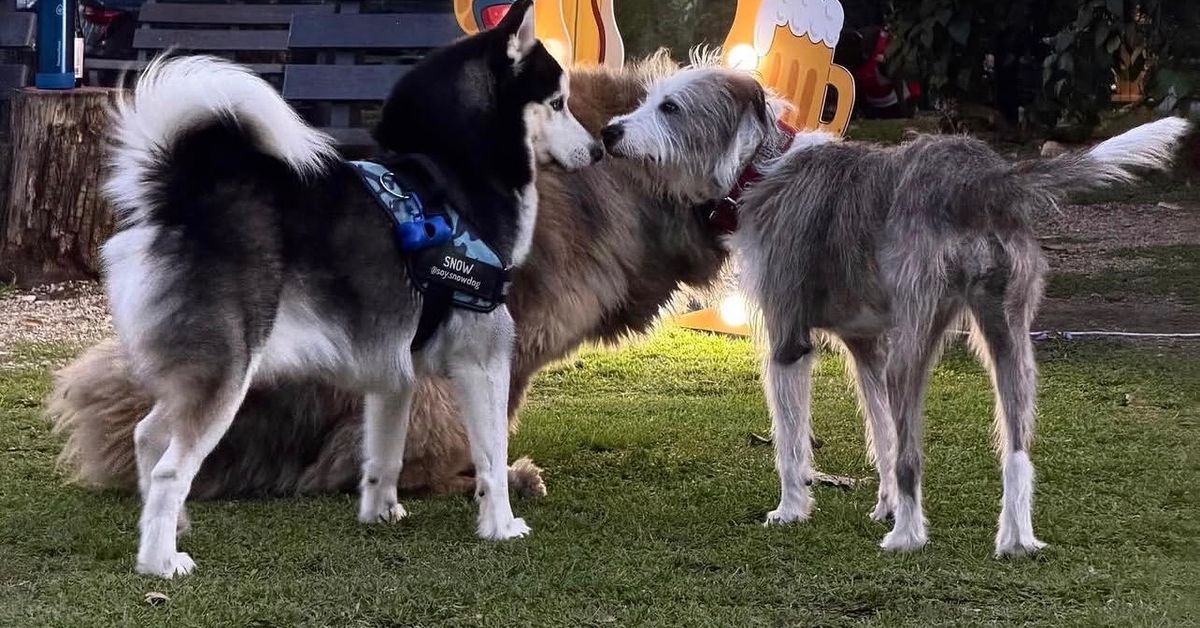 ‘Adopta Fest’ llega a El Patio con jornada de vacunación y adopción este domingo