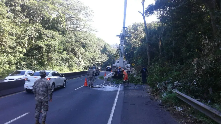 Operativo de tala de árboles en la vía Panamericana