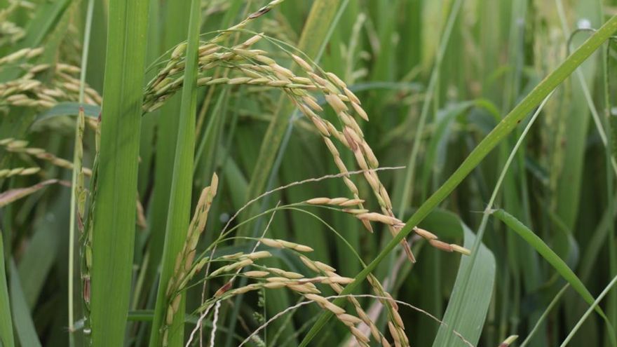 IMA hará efectivo pago pendiente a productores de arroz de Chiriquí