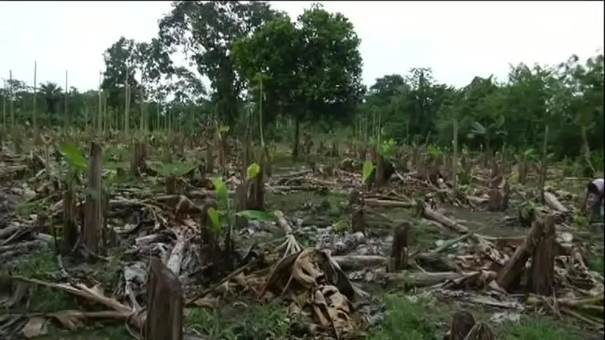 Vandalizan finca de plátanos y papaya en Chiriquí