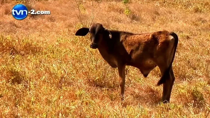 Crecen probabilidades de que se registre Fenómeno del Niño