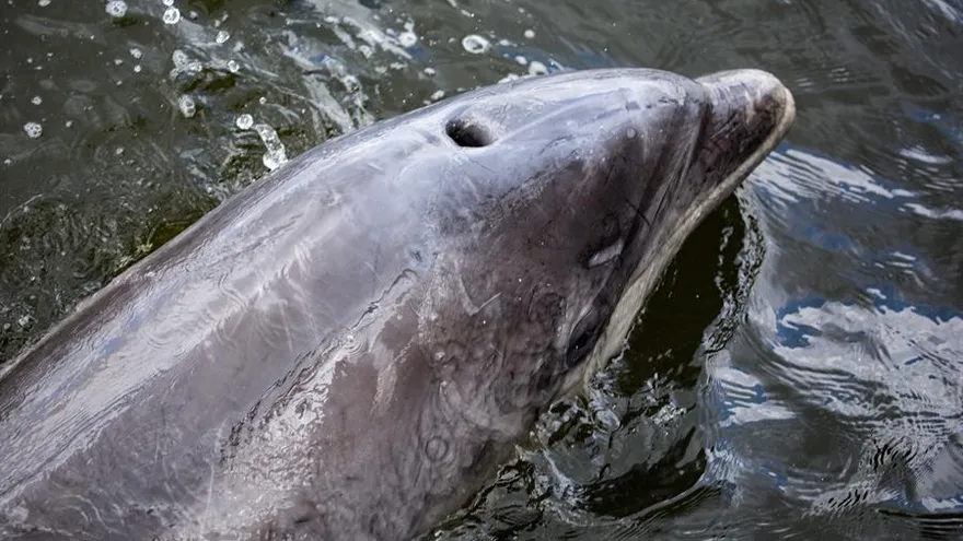 El delfín Zafar, que se había quedado atrapado en el puerto de Ámsterdam