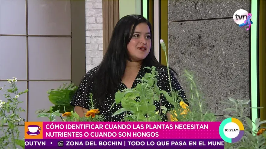 Aprende a identificar cuando las plantas necesitan nutrientes o tienen hongos