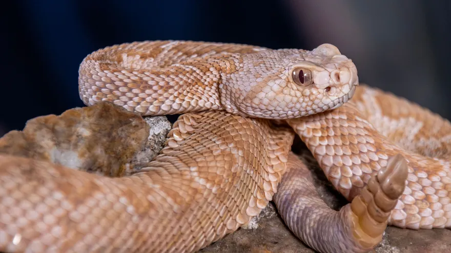 Imagen de una serpiente cascabel en cautiverio