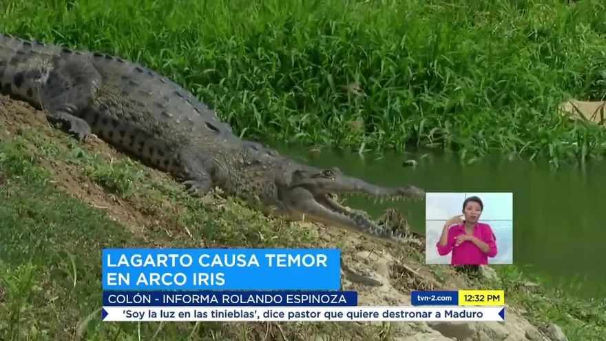 Lagarto causa temor en Colón