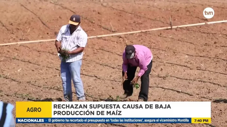 Productores de maíz dicen que baja producción se debe a producción del gobierno