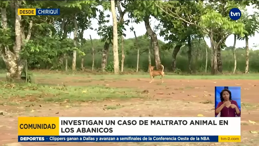 Investigan caso de maltrato animal en Chiriquí