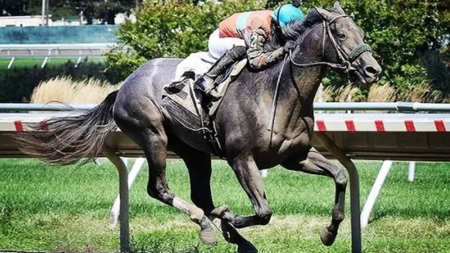 Jinete panameño es investigado en Estados Unidos por uso de dispositivo eléctrico