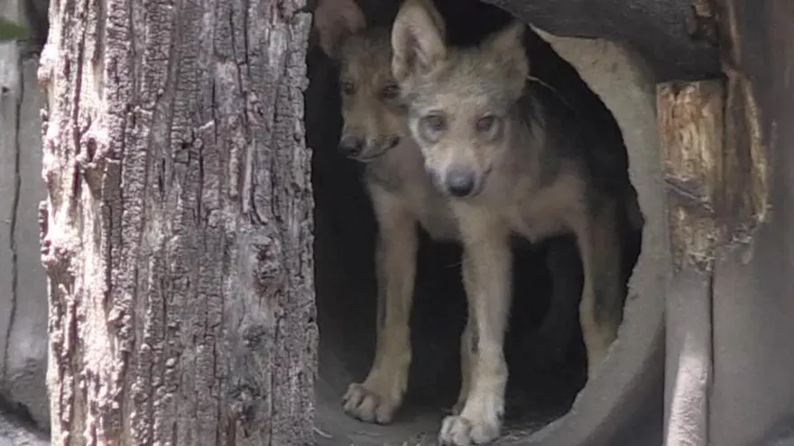 Nacen en zoo ocho crías de lobo mexicano, una especie amenazada