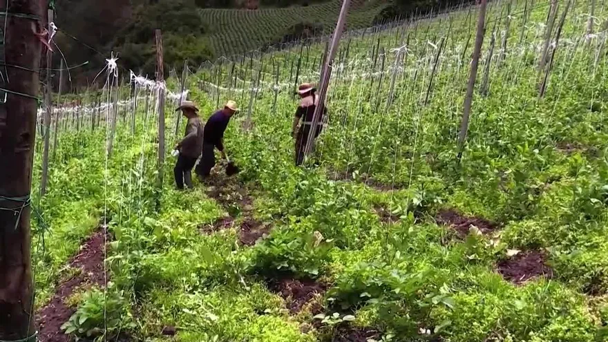 Aprender ecología y finanzas: Un cambio en la vida de los campesinos colombianos