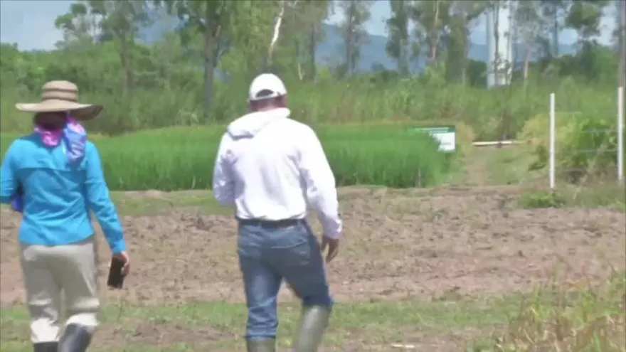 Arroceros piden al Gobierno semillas certificadas