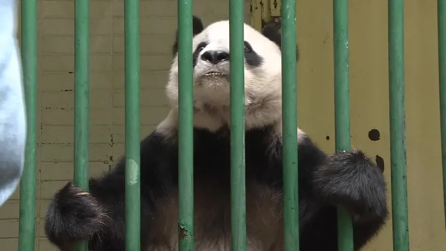 México cuida a las dos pandas más longevas fuera de China