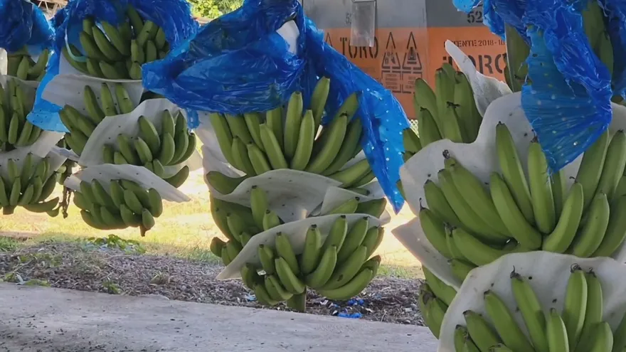 Más de 10 mil cajas de bananos salen al mercado nacional