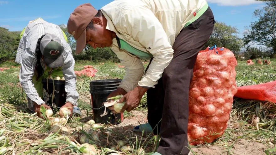 BDA otorga créditos que reactivan la producción de cebolla en Coclé