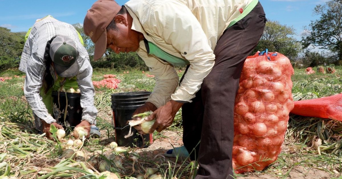 Más de $800 mil en créditos reactivan la producción de cebolla en Coclé, pero persisten retos del sector
