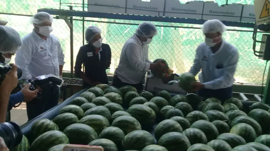 Sandía panameña en Panamá Exporta