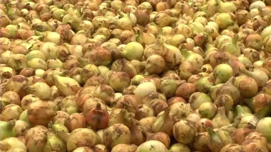 Productores de cebolla se reunirán con las autoridades