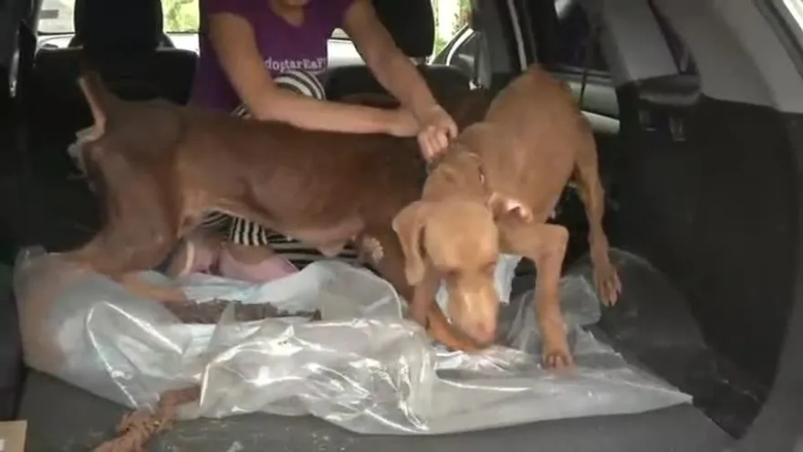 Rescatan a dos perros abandonados en residencia en La Chorrera