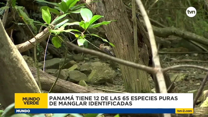 Mundo Verde: Manglares