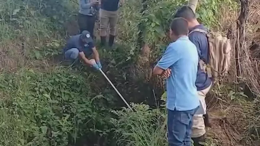 Inspecciones en fincas porcinas en Los Santos