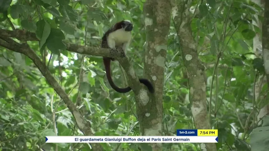 Operativos contra delitos de fauna silvestre