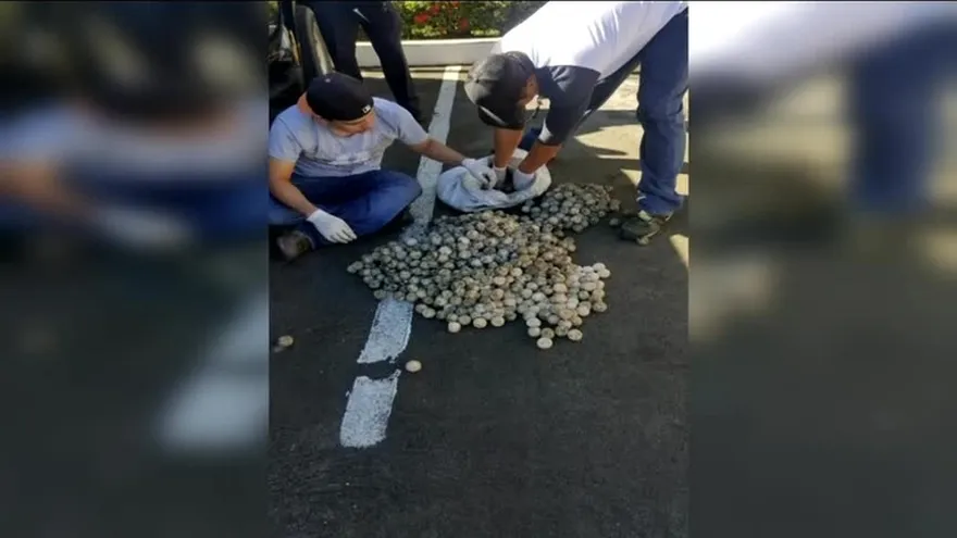 Condenan a tres hombres por tráfico de huevos de tortugas