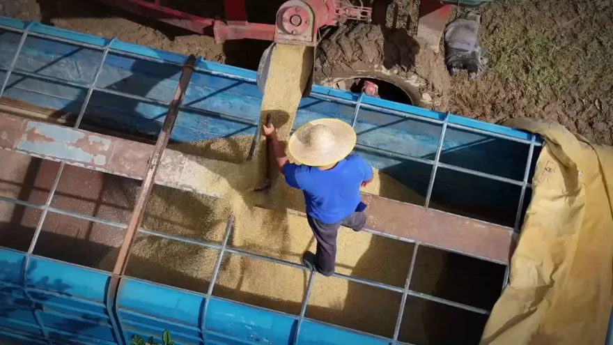 Un productor llena un camión de arroz en grano