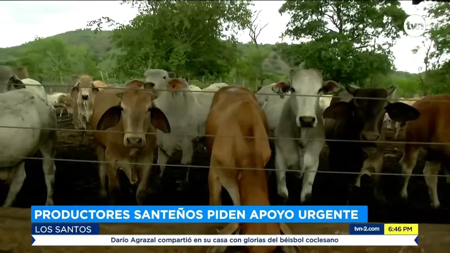 Productores santeños preocupados por producción