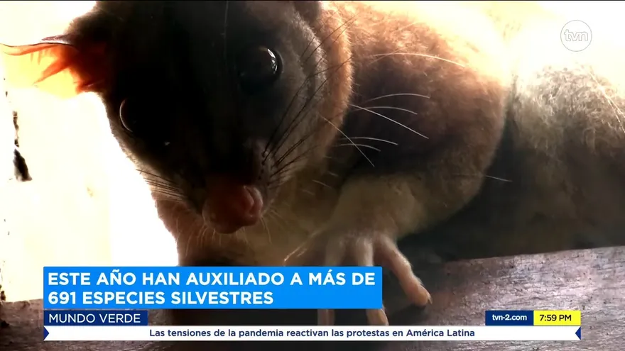 Mundo Verde: Rescates Silvestres