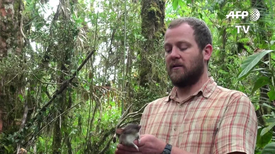 Descubren la “rata con nariz de cerdo”