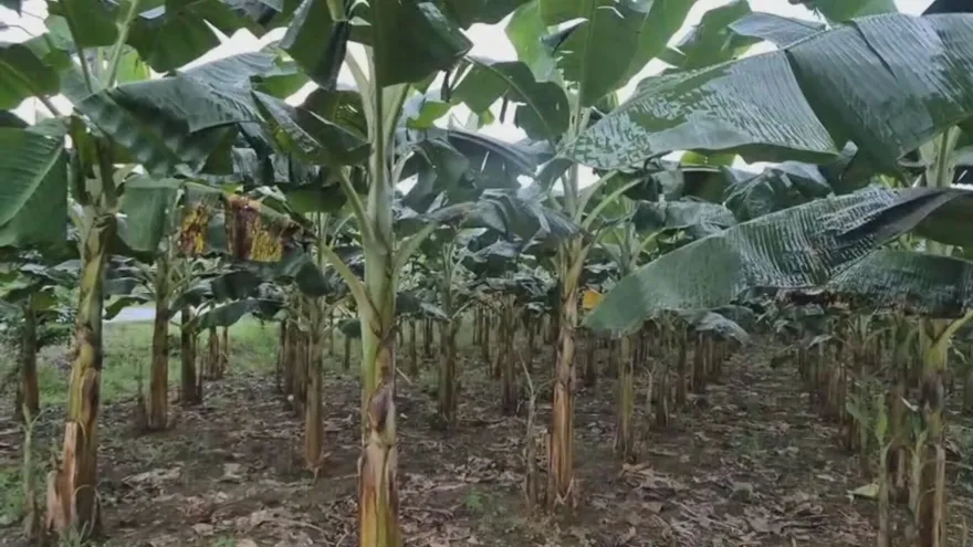 Fenómeno de El Niño: Productores de Bocas del Toro reportan pérdidas y piden apoyo al MIDA