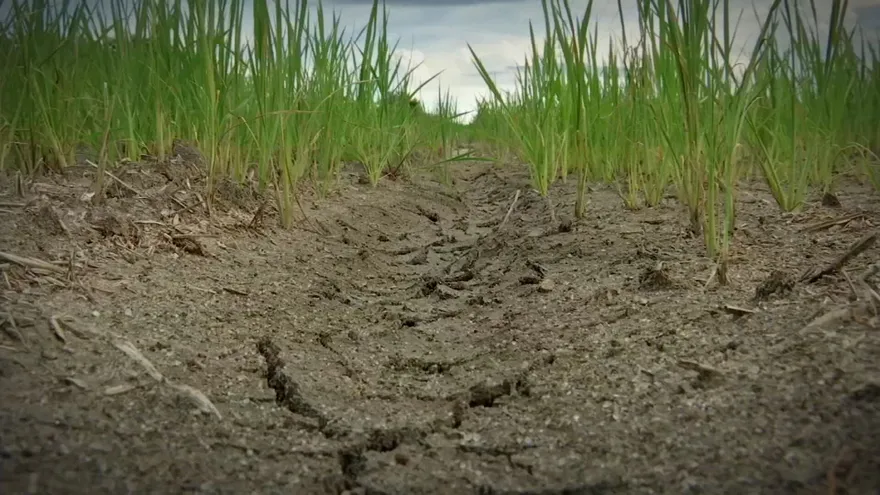 Contenido Exclusivo: Coclé, se seca el campo