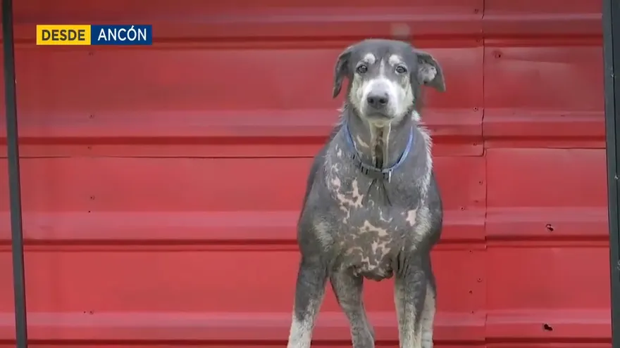 Buscan reformar Ley de protección a los animales domésticos