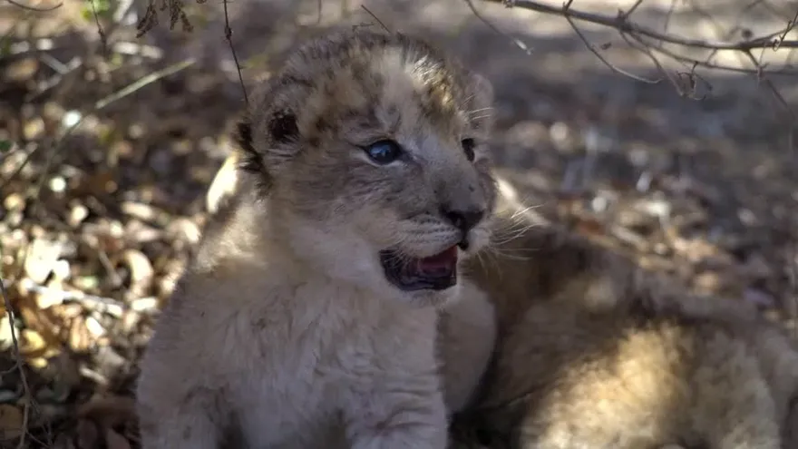 Los primeros leones concebidos por inseminación artificial
