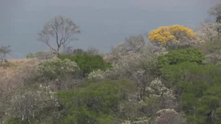 Tres ecosistemas para disfrutar en Brasil